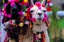Foto - Peru a Bolívíe - velký okruh říší Inků