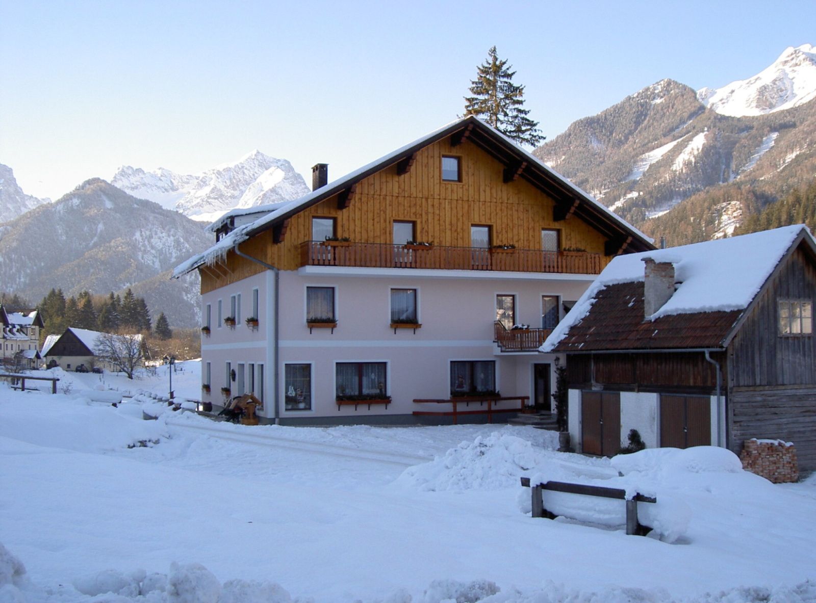 Alpenrose