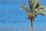 Foto - Taba - Sonesta Beach Resort ****