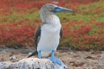 Cesta na rovník - Ekvádor a Galapágy