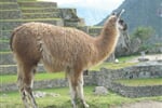 peru-za-2-tydny-02