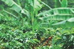 Středoamerický ráj (Kostarika a Panama)