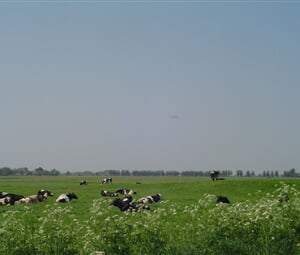 HOLANDSKÉ FRÍSKO A OSTROV TERSCHELLING NA KOLE