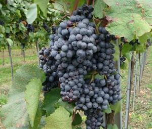 DUNAJSKÁ CYKLOSTEZKA ANEB TO NEJLEPŠÍ Z WACHAU