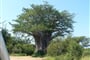 Baobab 1