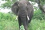 Elephant 7