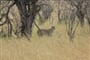 Ngorongoro, Manyara, jezero Eyasi a Tarangire Safari - 9 dní
