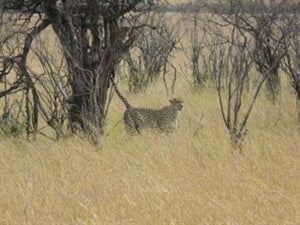 Ngorongoro, Manyara, jezero Eyasi a Tarangire Safari - 9 dní