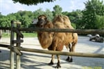 Foto - Vídeň - Vídeň, ZOO Schönbrunn a romantické Wachau