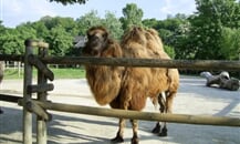 Foto - Vídeň - Vídeň, ZOO Schönbrunn a romantické Wachau