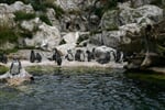 Foto - Vídeň - Vídeň, ZOO Schönbrunn a romantické Wachau