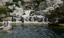 Foto - Vídeň - Vídeň, ZOO Schönbrunn a romantické Wachau
