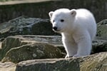 Německo - ZOO Berlín
