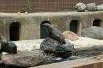 Foto - Německo - ZOO Lipsko