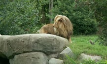 Foto - Německo - ZOO Lipsko
