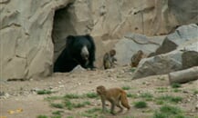 Foto - Německo - ZOO Lipsko
