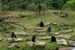 Foto - Zoologické zahrady Holandsko