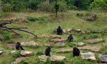Foto - Zoologické zahrady Holandsko