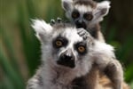 Foto - Zoologické zahrady Holandsko