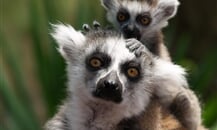 Foto - Zoologické zahrady Holandsko