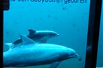 Foto - Zoologické zahrady Holandsko