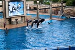 Foto - Zoologické zahrady Holandsko