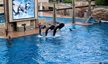 Foto - Zoologické zahrady Holandsko