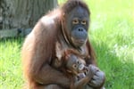 Německo - Zoologické zahrady Německo