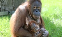 Foto - Německo - Zoologické zahrady Německo *