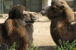 Foto - Německo - Zoologické zahrady Německo *