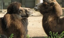 Foto - Německo - Zoologické zahrady Německo *