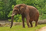 Foto - Německo - Zoologické zahrady Německo *