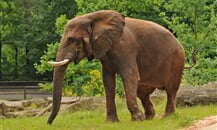 Foto - Německo - Zoologické zahrady Německo *