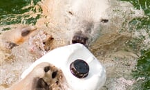 Foto - Německo - Zoologické zahrady Německo *