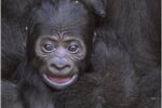 Foto - Německo - ZOO Wilhelma - Stuttgart