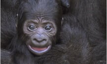 Foto - Německo - ZOO Wilhelma - Stuttgart