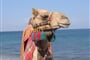 Dubaj se safari a výlety - hotel Citymax Bur Dubai 3*