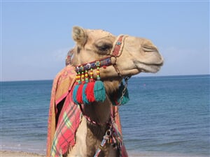 Dubaj se safari a výlety - hotel Citymax Bur Dubai 3*