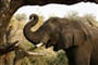 Adventure Safari v Botswaně a Viktoriiny vodopády - 12 dní