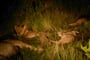 Luxusní Safari v Krugerově národním parku - 8 dní