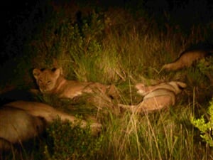 Luxusní Safari v Krugerově národním parku - 8 dní