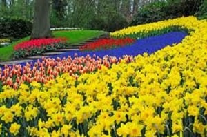 TULIPÁNOVÉ HOLANDSKO s květinovým korzem