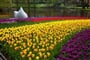 KEUKENHOF 2