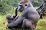 Masai Mara Safari v Keni a horské gorily v Ugandě - 16 dní