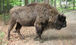 Foto - Bavorský les - Stezka v korunách stromů **