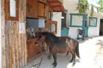 Poney 4.JPG