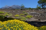 spanelsko-kanarske-ostrovy-tenerife-21