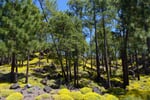spanelsko-kanarske-ostrovy-tenerife-23.JPG