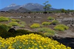 spanelsko-kanarske-ostrovy-tenerife-2