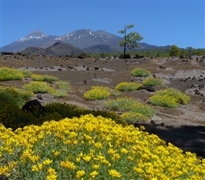 Tenerife - turistika mezi sopkami a exotickými soutěskami